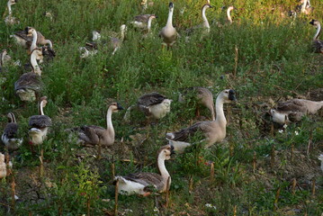 A flock of geese on a meadow in a rural field. The natural scenery of China's countryside in spring. Landscape of Boluo County, Huizhou, Guangdong, China.
