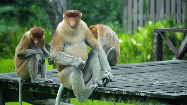 Groups of proboscis monkeys during feeding in the reserve. Labuk bay, Malaysia.