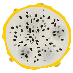 Round slice of cut Yellow Dragon Fruit or Pitaya. Pitahaya cactus. Selenicereus megalanthus. Isolated vector illustration.