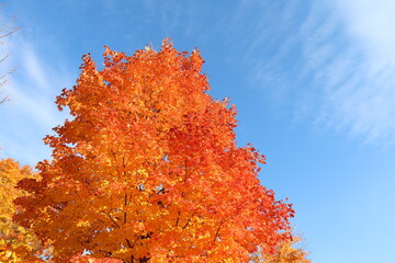 Orange leaves in autumn. Tree and blue sky in october. September or october calendar. Scenery in autumn. 