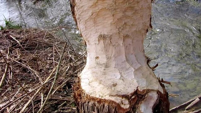 Trees damaged by beaver when making the dam