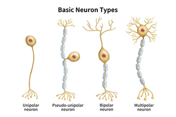 신경세포 타입 모양 메디컬일러스트