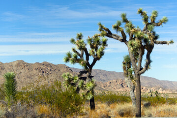 Fototapeta premium Joshua Trees at Joshua Tree National Park