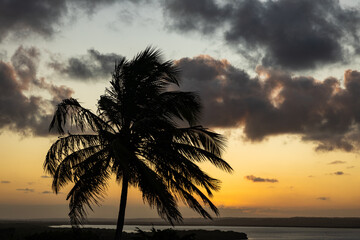 Fototapeta na wymiar Tropical vacation landscape. Palm tree by the sea during sunset.