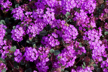 Sand Verbena