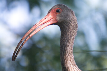 Ibis