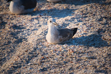 seagul