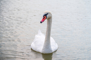 Graceful white Swan swimming in the lake, swans in the wild. Portrait of a white swan swimming on a lake.