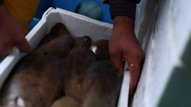 Fisherman unloading crates of haddock and halibut on boat deck
