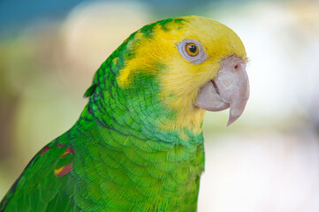 blue and yellow macaw