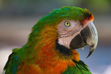 Green Yellow Parrot