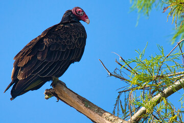 red backed vulture