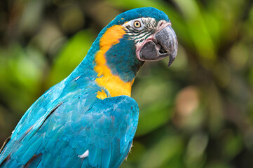 blue and yellow macaw
