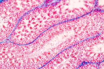 Anatomy and Histological Epididymis and Testis human cells under microscope.