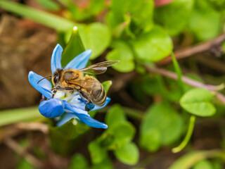 Eine Biene sucht in einer Blausternblüte nach Nektar