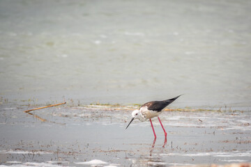 Cute water bird. Black winged Stilt feeding in the lake. Black winged Stilt, or or pied stilt, Himantopus himantopus.