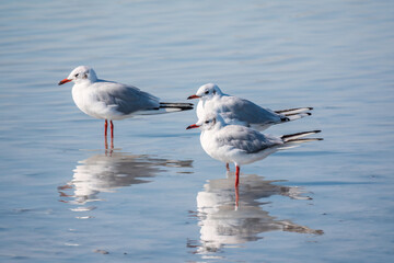 Flock of Seagulls, The European herring gull, swims on the calm lake shore