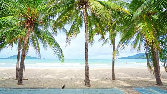 Beautiful coconut palm trees on the beach Phuket Thailand, Patong beach Islands Palms on the ocean. palms grove on the beach with white sandy Blue sky Summer landscape background