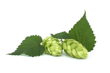 Fresh branch of hops isolated on white background