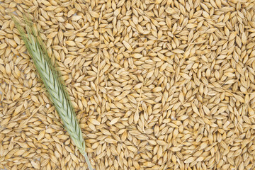 Barley seeds with the outer husk and barley ears
