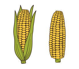 Corn simple illustration for menu. Hand drawn corn cob in leaves and naked isolated on white