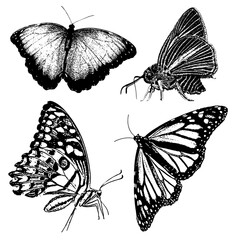 PrintSilhouettes of butterflies. Black pictures of funny butterflies. Insect butterfly black silhouette, winged gorgeous animal, vector illustration