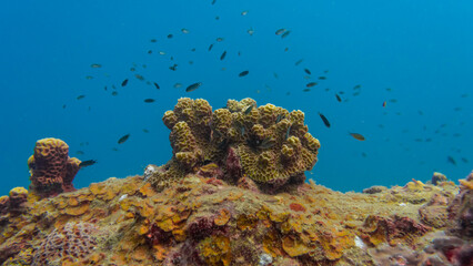 coral reef and diver