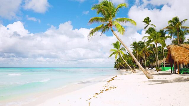 Amazing beach background with vibrant palm trees and turquoise ocean. Dominican seaside resort on a paradise island. Ideal natural landscape for summer holidays. Landscape of the Caribbean coast.
