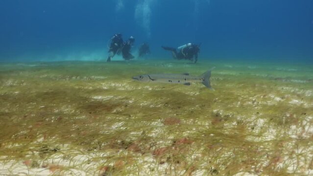 personas buceando cerca de una barracuda (sphyraena barracuda) en el arrecife del caribe