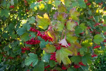 Berries. Fresh appetizing delicious healthy aromatic varietal viburnum. Healthy eating.