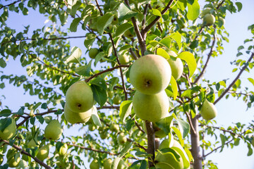 Large ripe varietal pears are ripe on the garden plot. Fruit. 