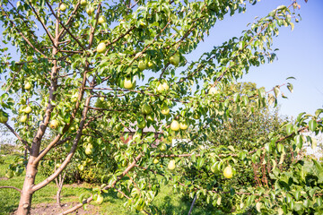 Fototapeta na wymiar Large ripe varietal pears are ripe on the garden plot. Fruit. 