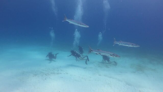 personas buceando entre cardumen de barracudas (sphyraena barracuda) en el  arrecife del caribe