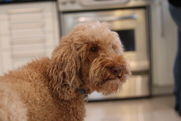 portrait of a poodle