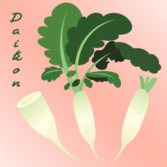 Daikon, Japanese Radon, White Chinese Radish, mooli, Sweet Radish, White Radish for banners, flyers, posters. Bunch of daikon radish. Root vegetables. Vector illustration isolated on pink background.