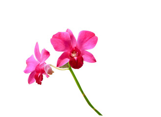 red orchids on transparent background