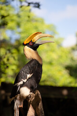 yellow billed hornbill.