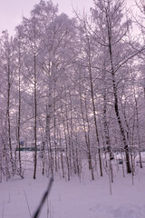 Beautiful winter landscape. Winter forest.Background. Winter forest in fluffy white snow.