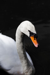 White Swan at Bangkok, Thailand