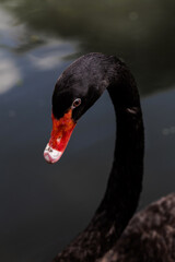 Black Swan at Bangkok, Thailand