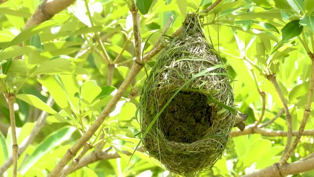 The bird flew back with lush green grass, Weaver bird building it's nest very neatly, Morning sunlight.