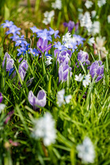 spring flowers in the garden