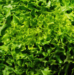 Batavia lettuce in close up