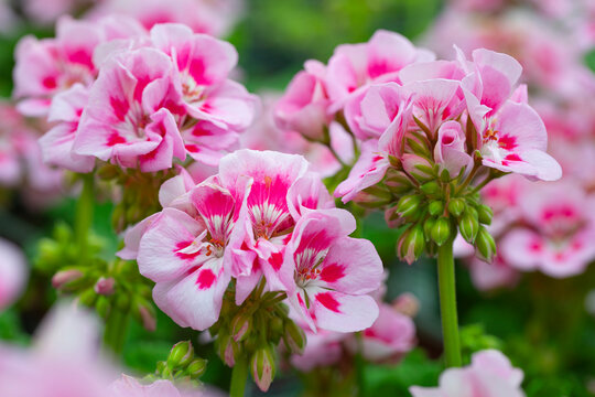Beautiful bloom. American light pink splash in natural background. Mounded zonal geranium. 