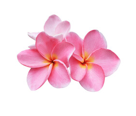 Plumeria or Frangipani or Temple tree flower. Close up pink-yellow frangipani flowers bouquet isolated on transparent background.