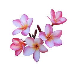 Plumeria or Frangipani or Temple tree flower. Close up pink-purple plumeria flowers bouquet isolated on transparent background.