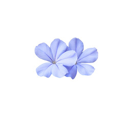 White plumbago or Cape leadwort flower. Close up small blue flower bouquet isolated on transparent background.	