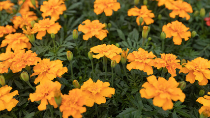 Orange blossom: Tagetes erecta (marigold). Shop garden. Nursery.