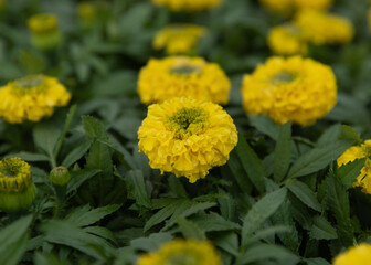 Beautiful yellow blossom: Tagetes erecta (marigold). Shop garden. Nursery.