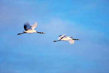 夕方時の鶴（阿寒丹頂観察センター＝阿寒町）